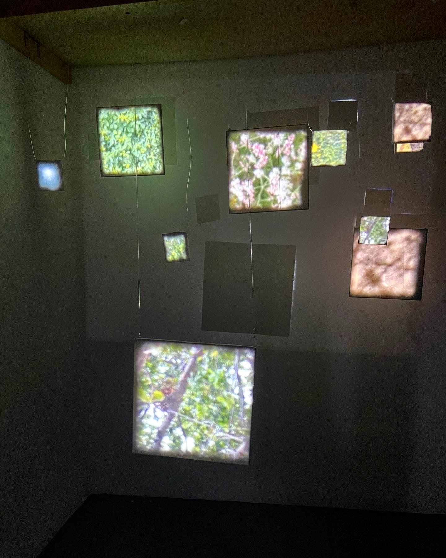 The empty room: rice-paper squares of different sizes hung on thin wire, glowing with projected greenery